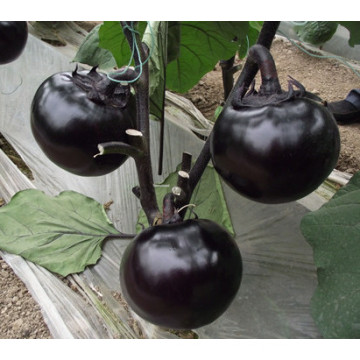 HE07 Konzi runde schwarze Hybrid-Auberginen-Samen